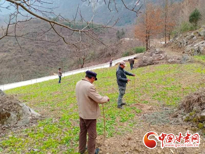 【甘肅全民戰(zhàn)“疫”】戰(zhàn)“疫”中，隴南稻坪的春天