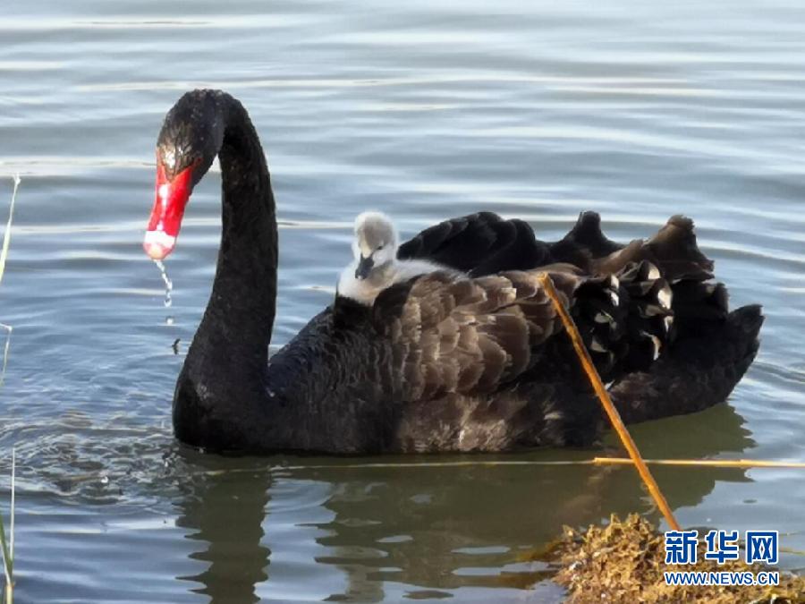 萌化了！黑天鵝寶寶出窩“游湖”