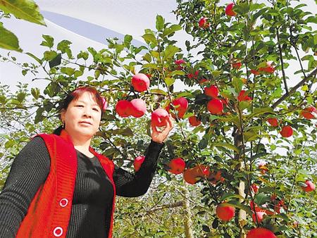 【走向我們的小康生活】馮巧葉，“大家一起過好日子”