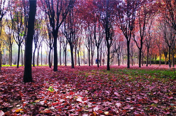 【“醉”美深秋 】深秋，請到蘭州這片紅葉林里走走