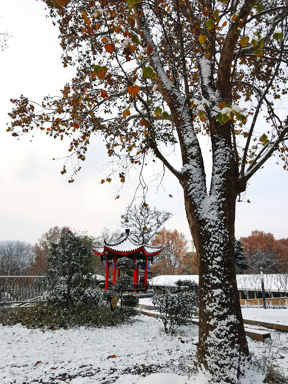 高清大圖|天水弘文園初雪，你喜歡嗎？