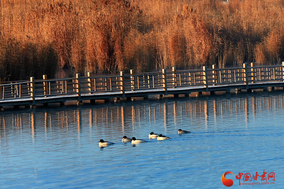 【隴拍客】“鳥(niǎo)中大熊貓”中華秋沙鴨做客張掖濕地