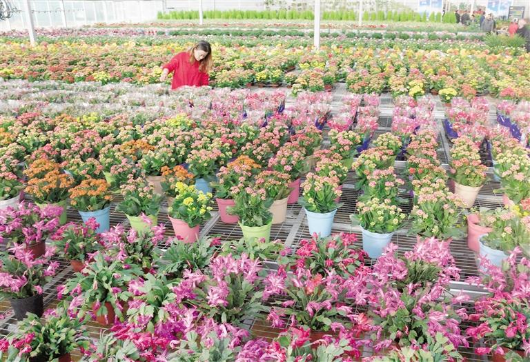 臨夏縣20多萬(wàn)株水仙花、杜鵑、蝴蝶蘭等60多種花卉競(jìng)相綻放
