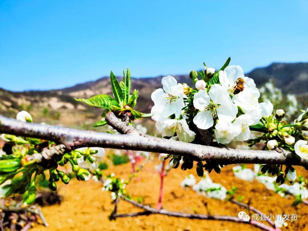 櫻花盛開(kāi)，小川西狹等您來(lái)踏青、賞花！