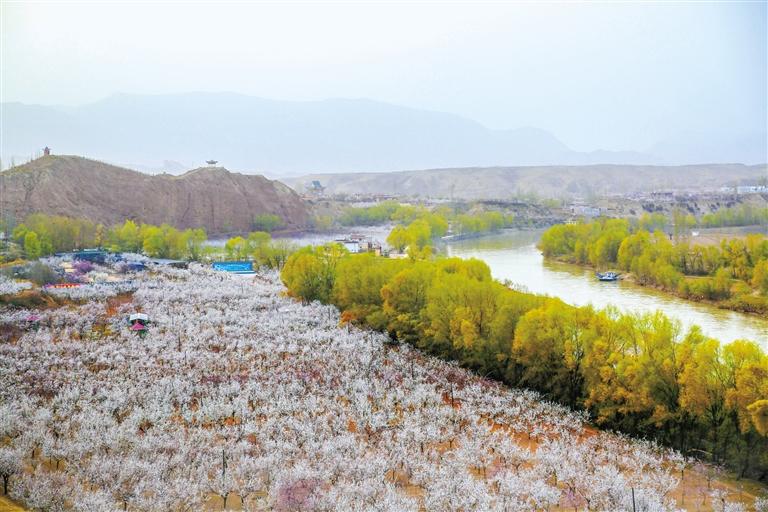 甘肅旅游丨唐汪杏花開 楚楚等君來 在這里賞花看丹霞，美哉！