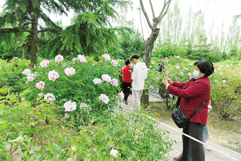臨夏市北濱河路60里牡丹長(zhǎng)廊里不同品種、顏色各異的牡丹花爭(zhēng)奇斗艷