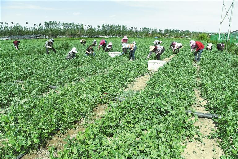 臨夏縣百益現(xiàn)代農(nóng)業(yè)公司種植的500多畝豌豆苗、甜豆等進入豐產(chǎn)期