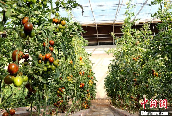 12月14日，甘肅省武威市民勤縣紅旗谷現(xiàn)代農(nóng)業(yè)產(chǎn)業(yè)園，溫棚內(nèi)“水果西紅柿”長勢良好?！●R愛彬 攝