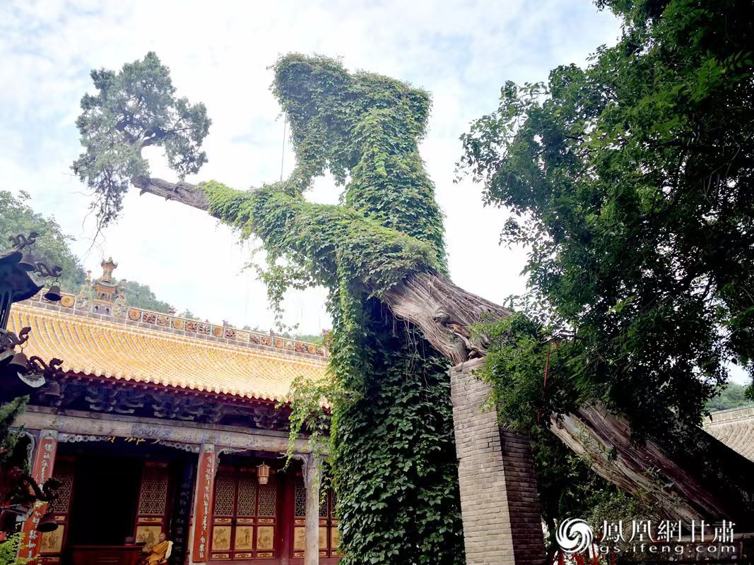 “山頭南郭寺，水號(hào)北流泉。老樹空庭得，清渠一邑傳。”杜甫詩中的“老樹”，指的就是這株春秋古柏，為南郭寺的“鎮(zhèn)寺之寶”。胡江 攝