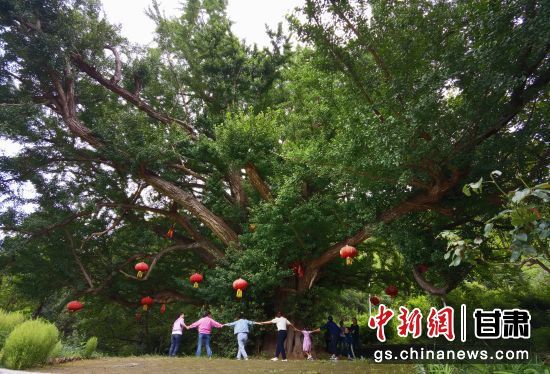 隴南徽縣境內(nèi)最古老的銀杏樹。當(dāng)?shù)貍髡f，它已有千年樹齡。（資料圖）殷春永 攝