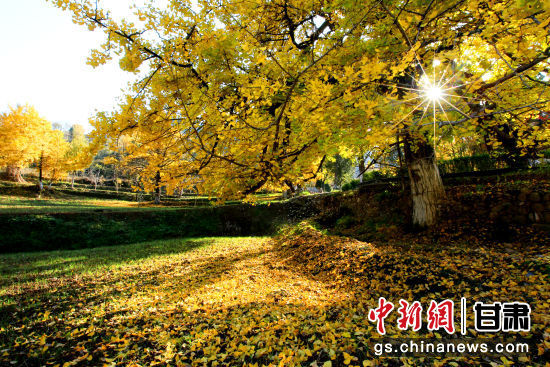 隴南徽縣銀杏樹最美的時(shí)候，當(dāng)屬每年的10月至11月。圖為樹葉已染黃的銀杏樹。張承榮 攝