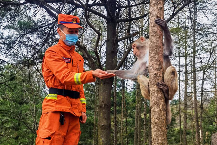 【甘快看】嗨！你好！甘肅隴南森林消防員巡護(hù)途中偶遇野生獼猴群