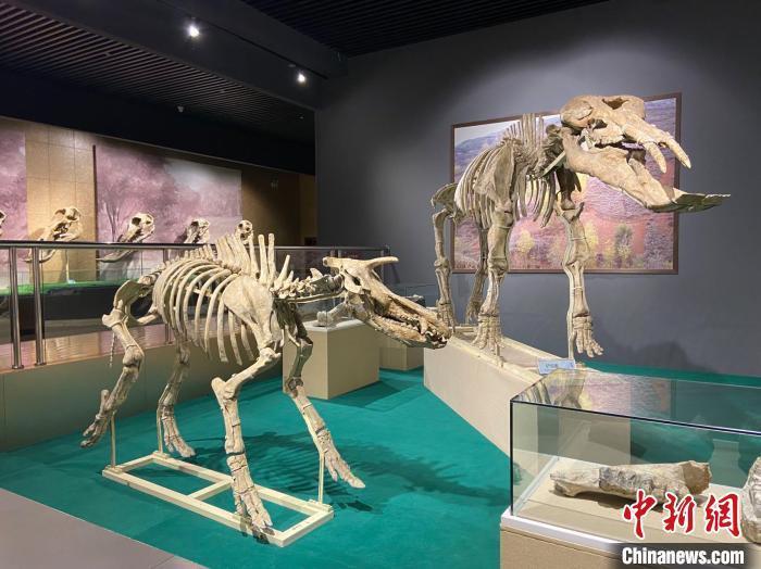圖為5月底，和政縣古動物化石博物館內(nèi)修復(fù)后的古生物化石?！「哒?攝