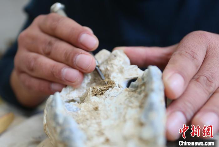 2022年6月，在和政古動(dòng)物化石博物館內(nèi)，古生物化石修復(fù)師對(duì)化石進(jìn)行修復(fù)。(資料圖) 高展 攝