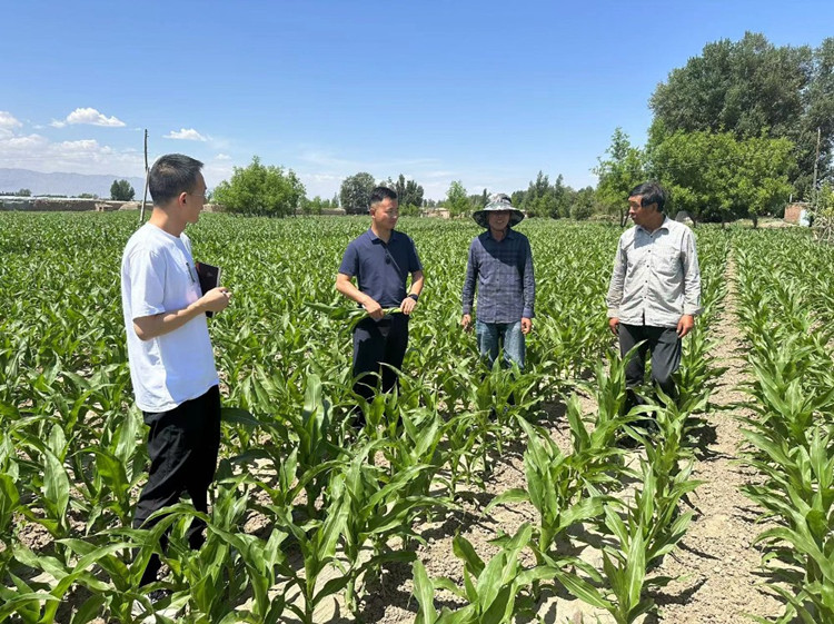 臨澤縣蓼泉鎮(zhèn)紀(jì)委工作人員深入田間地頭，現(xiàn)場了解玉米制種長勢和產(chǎn)業(yè)發(fā)展情況。.jpg