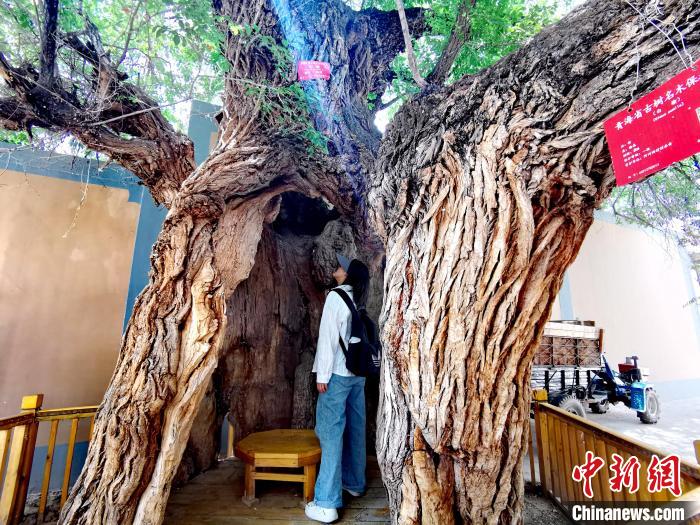 青海海東市阿河灘地質(zhì)文化村：古樹(shù)新枝、丹山碧水