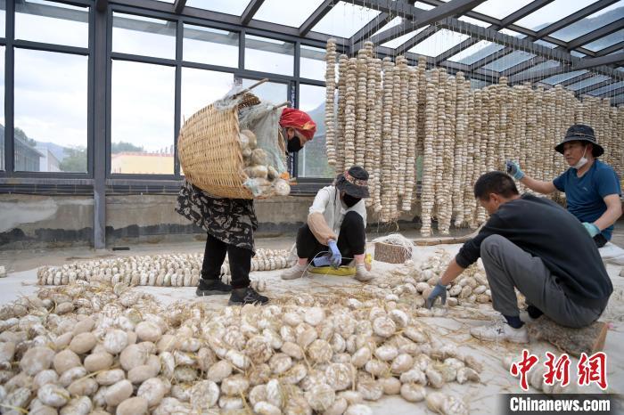 5月10日，甘肅省甘南藏族自治州迭部縣一青稞酒廠，工作人員用青稞面和青稞草等制成的曲坯用繩子串起來(lái)，方便掛起來(lái)曬干。九美旦增　攝