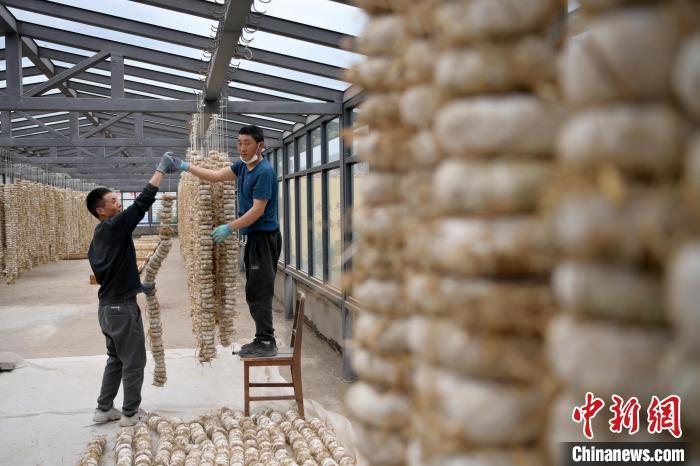 圖為5月10日，工作人員將用青稞面和青稞草等制成的曲坯用繩子串起來(lái)晾曬。九美旦增　攝