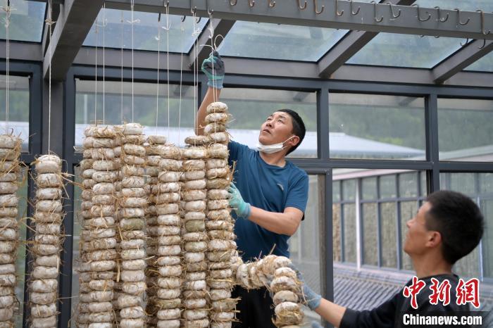 圖為5月10日，工作人員將用青稞面和青稞草等制成的曲坯用繩子串起來(lái)晾曬。九美旦增　攝