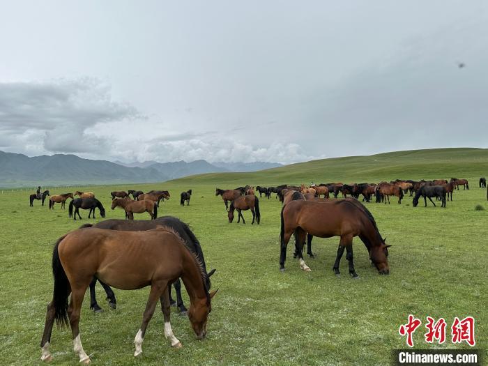 7月中旬，在山丹馬場草原上吃草的“山丹馬”?！〈魑牟?攝