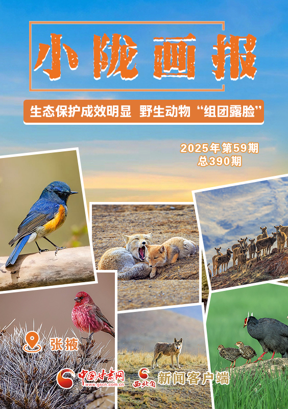 【小隴畫報·390期】張掖：生態(tài)保護(hù)成效明顯 野生動物“組團露臉”