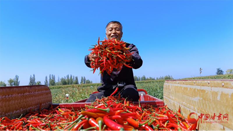 靈臺：紅火產(chǎn)業(yè)奏響鄉(xiāng)村振興增收樂章
